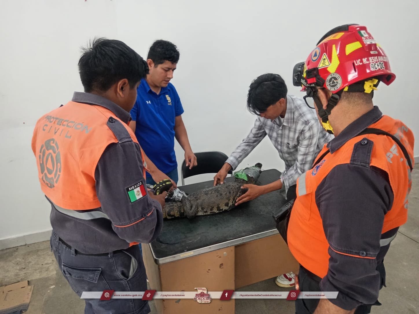 Protección Civil y Salud Animal aseguran cocodrilo en La Luz Palotal; fue trasladado a la UMA Lucertas.